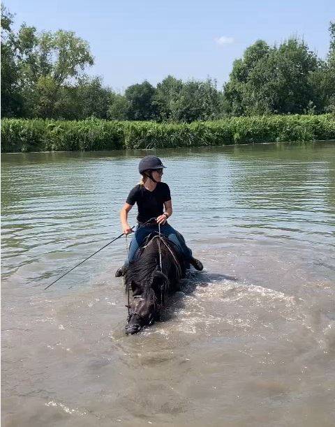 Poney PSF (25% KANTJE'S RONALDO)- hongre - 1m53 - 7 ans