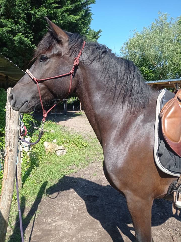 Poney PSF (25% KANTJE'S RONALDO)- hongre - 1m53 - 7 ans