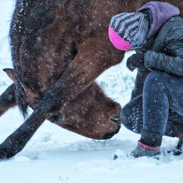 Relienselle - M&eacute;diation &Eacute;quine