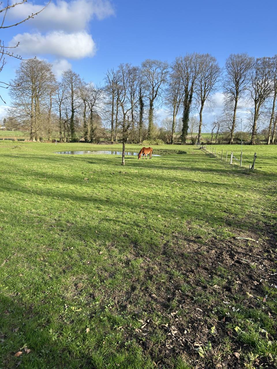 Pension de chevaux au pr&eacute; - 76850 Bracquetuit 
