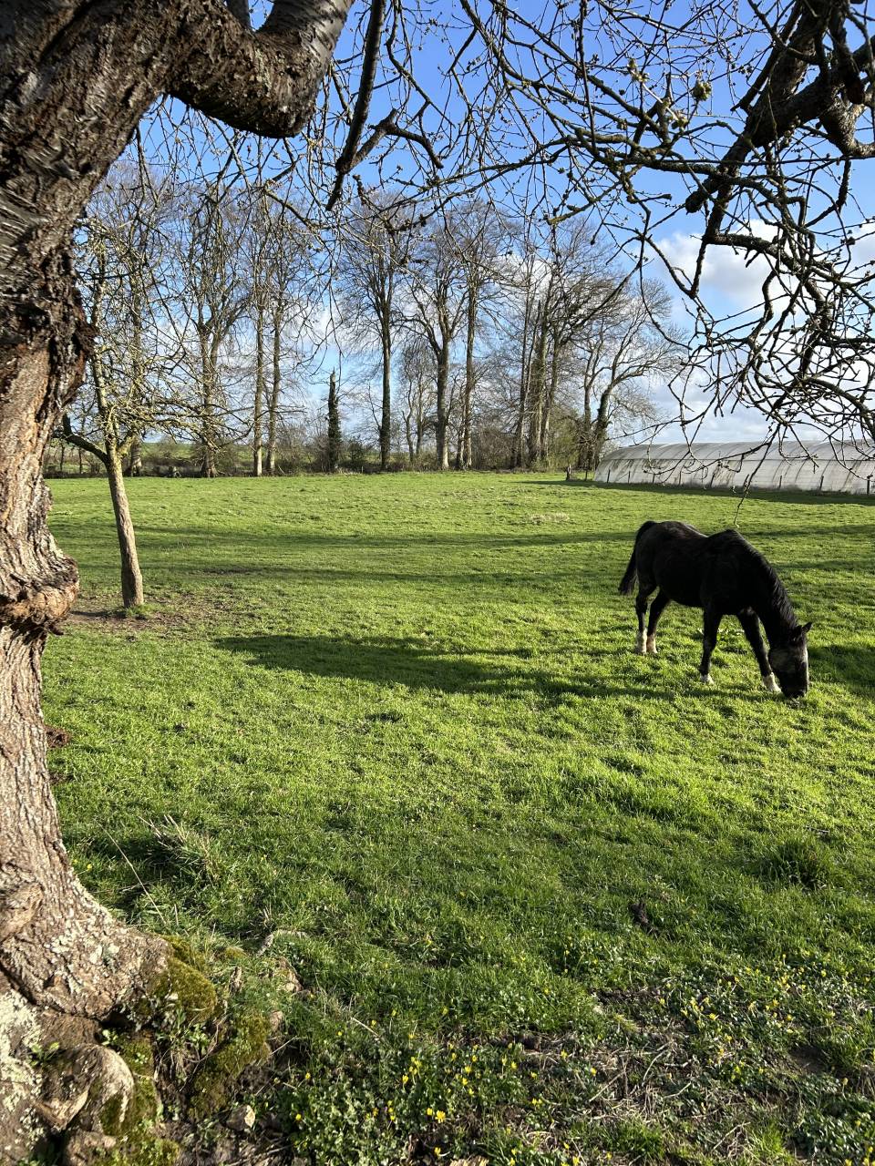 Pension de chevaux au pr&eacute; - 76850 Bracquetuit 