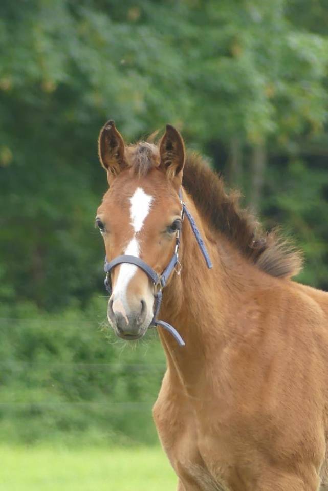 Opium du moulin 2 ans