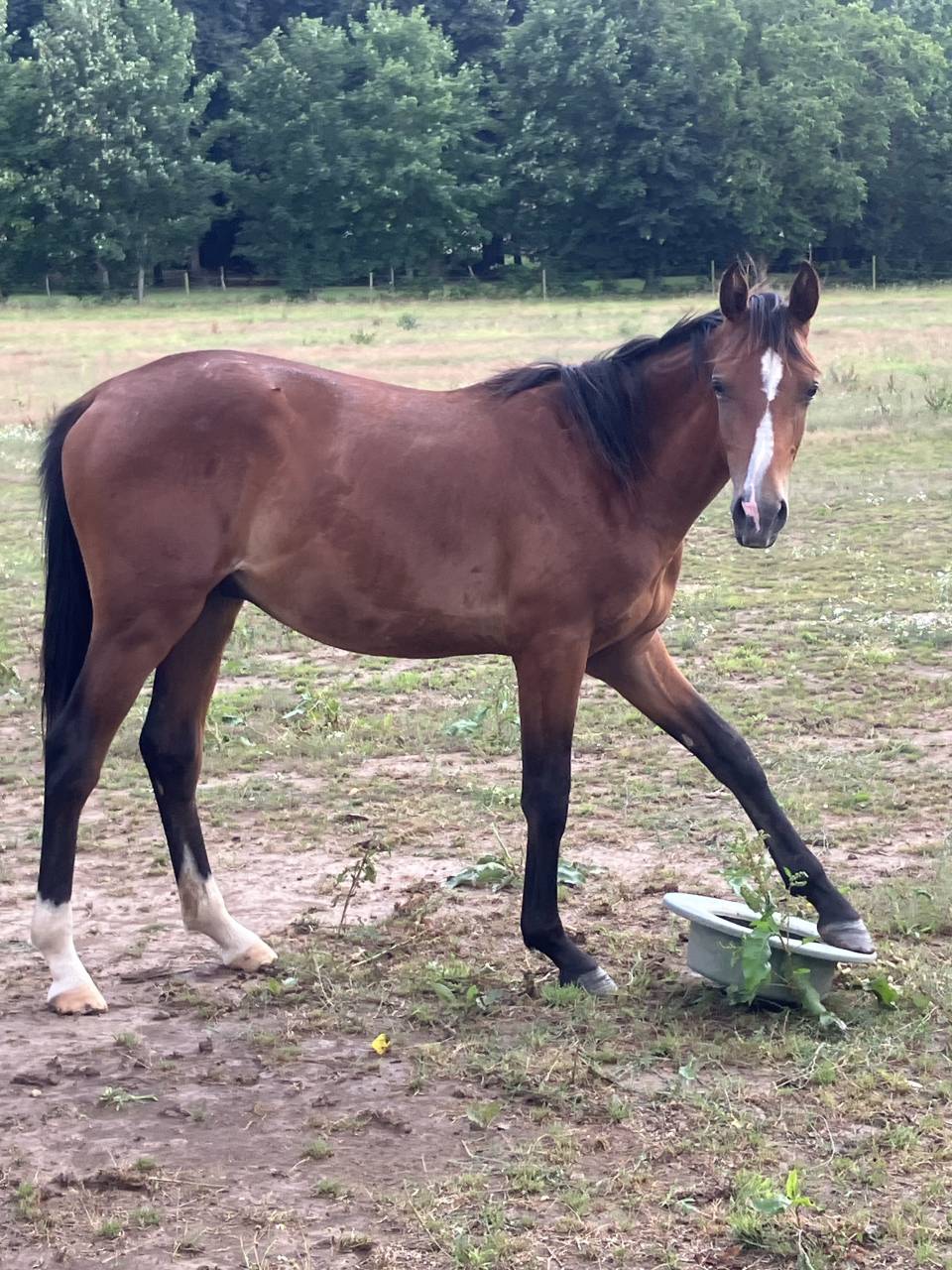 Opium du moulin 2 ans