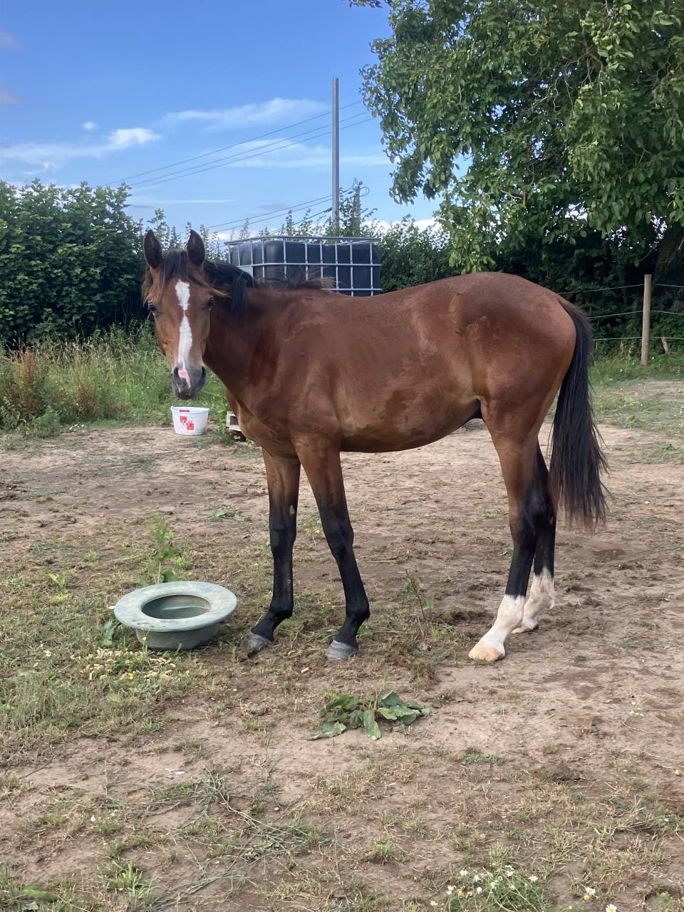 Opium du moulin 2 ans