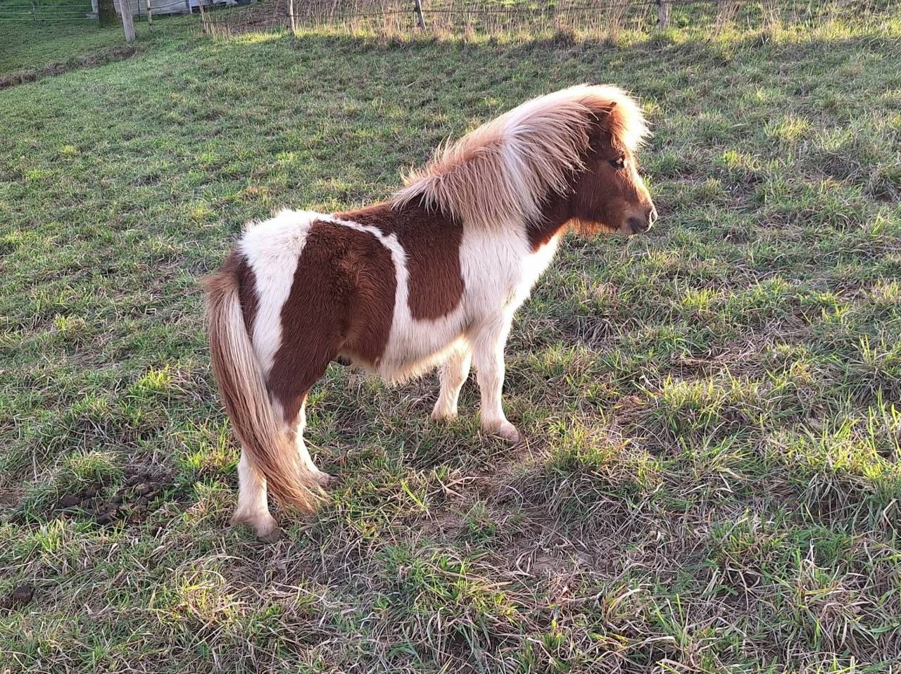 Poulain shetland PP