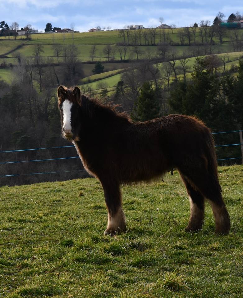 Magnifique poulain Irish Cob PP