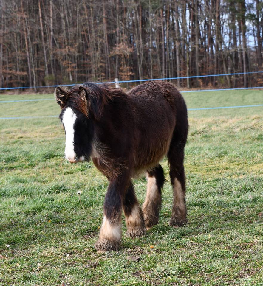 Magnifique poulain Irish Cob PP