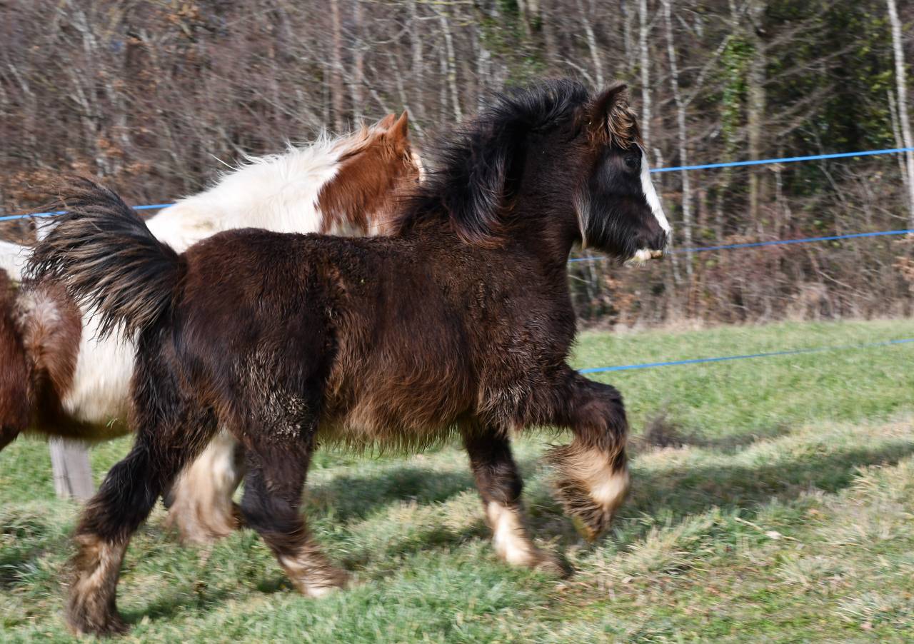 Magnifique poulain Irish Cob PP