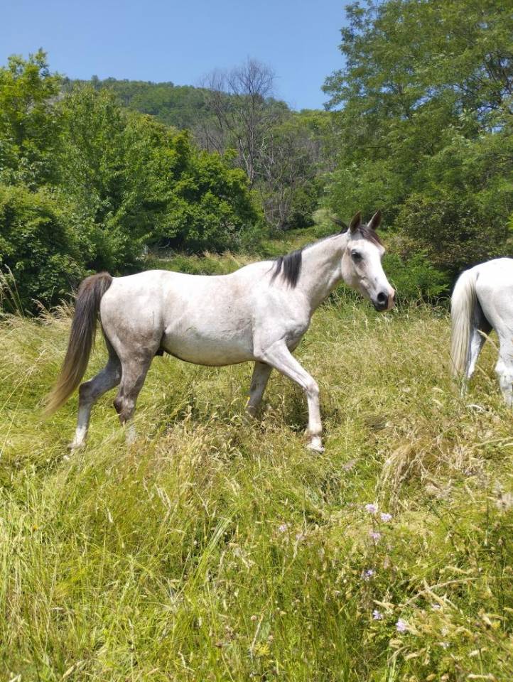 Hongre DSA gentil et proche de l'homme 