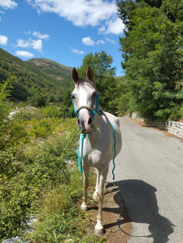 Hongre DSA gentil et proche de l'homme 