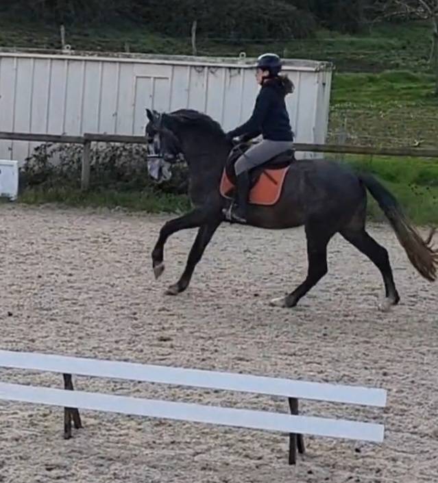 Super hongre PRE 4 ans tr&egrave;s gentil