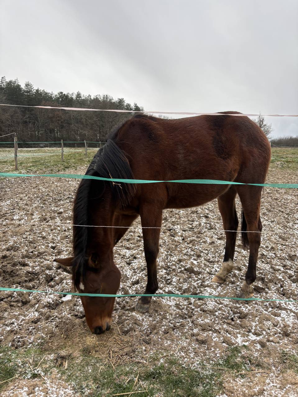 O my boy d&rsquo;Asvi 