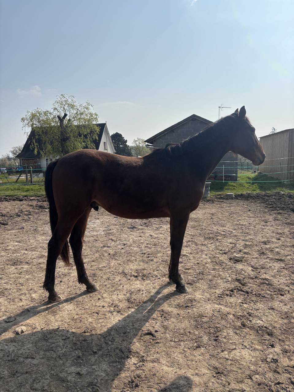 O my boy d&rsquo;Asvi 