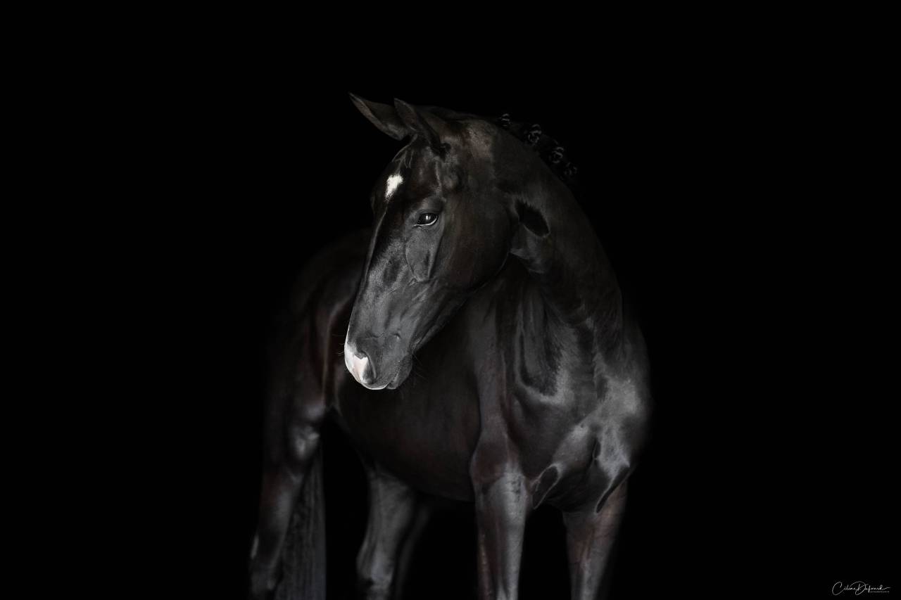 Poulini&egrave;re dressage 5 ans 