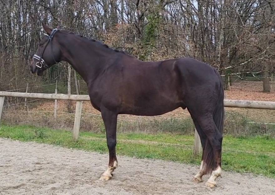 Ma&icirc;tre d'&eacute;cole facile gentil saint Georges et +