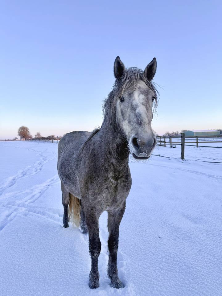 Hongre Camargue 3 ans 