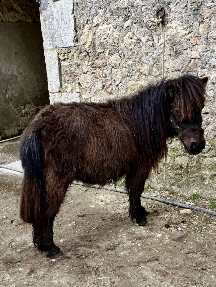 Oponopono mini-poney hongre 2 ans tr&egrave;s gentil 