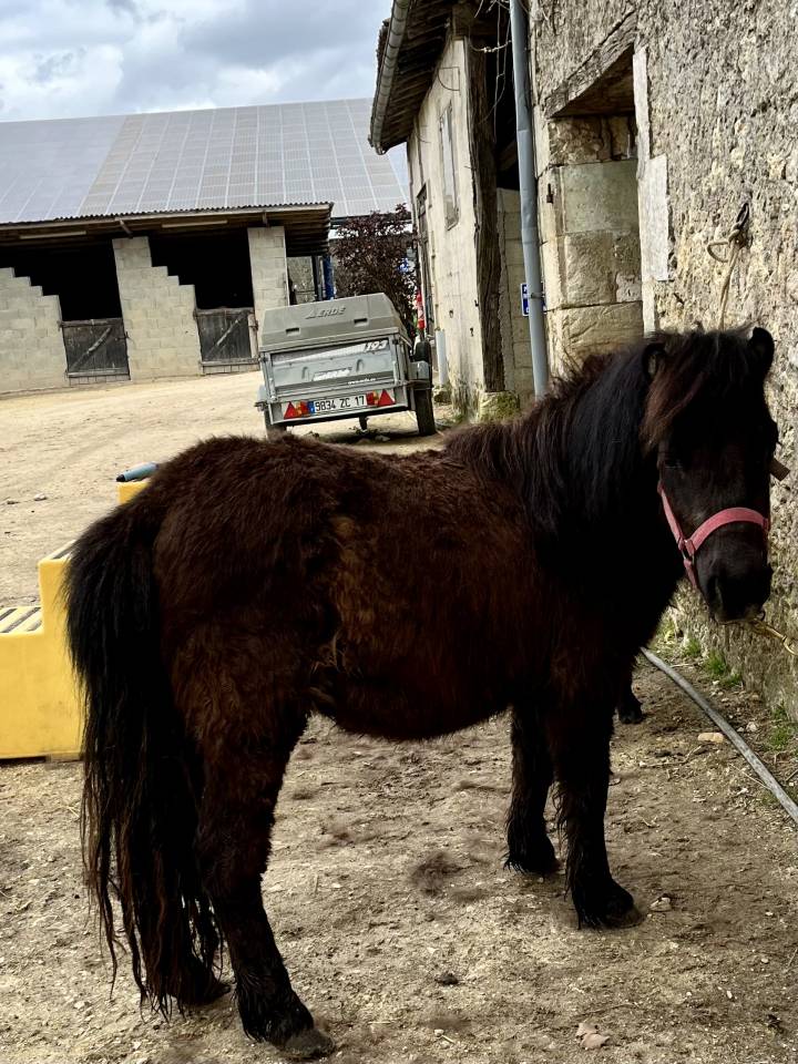 Odin d&rsquo;Alix Joli poney hongre de 2 ans