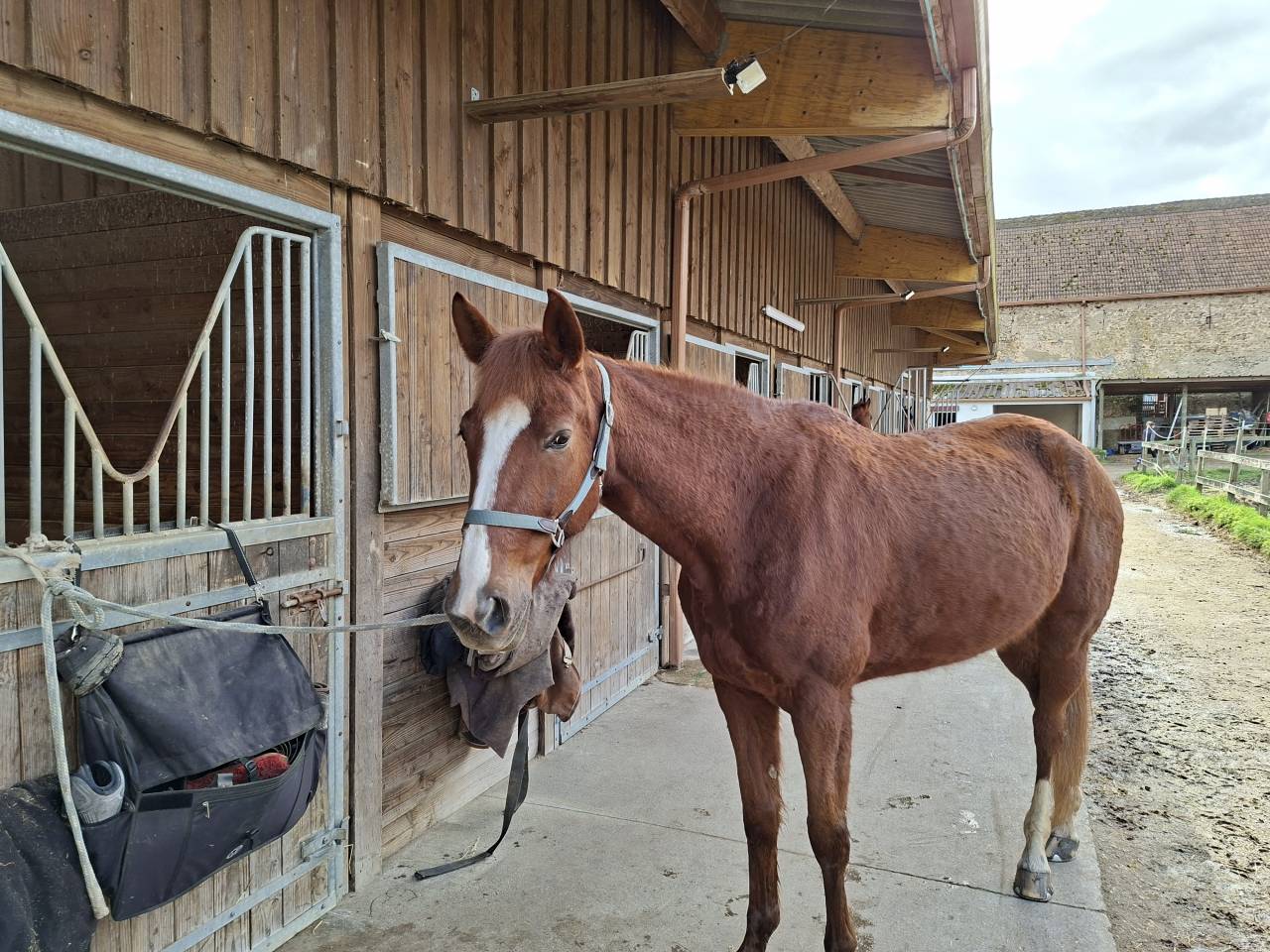 Vend jument trotteur fran&ccedil;ais 