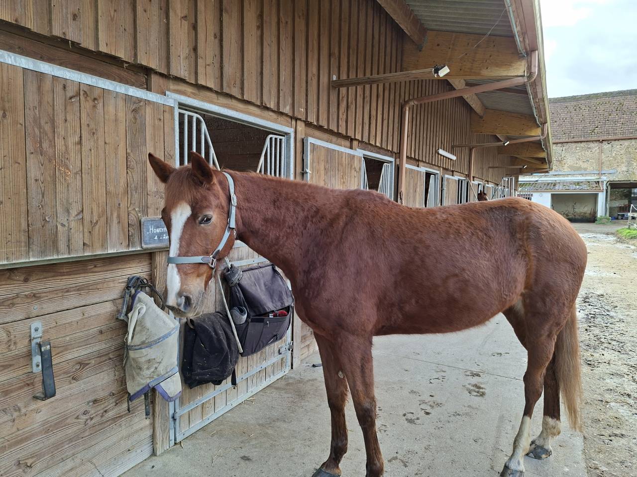 Vend jument trotteur fran&ccedil;ais 