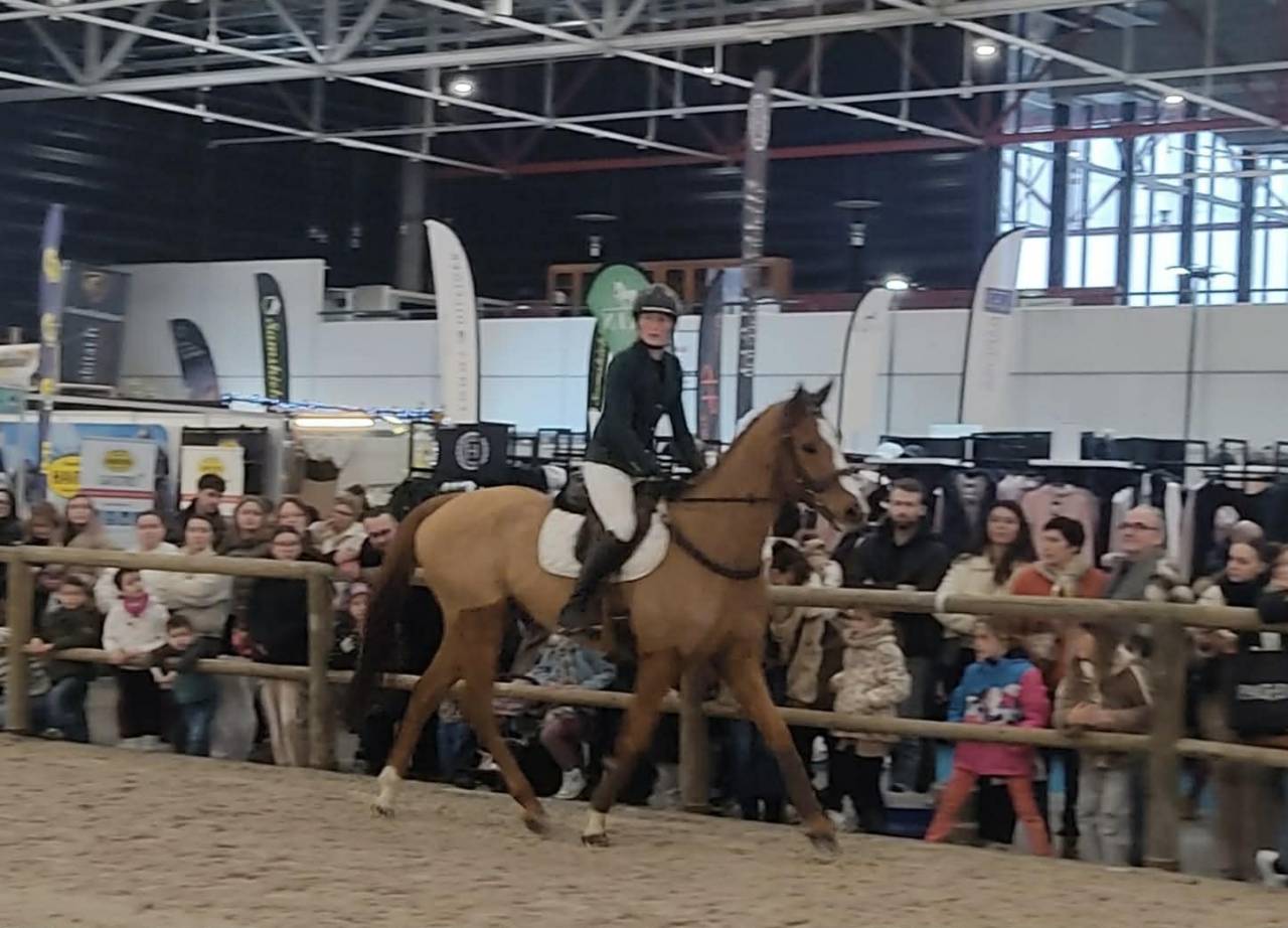 Cheval PS Comp&eacute;tition HORSE BALL 7 ans