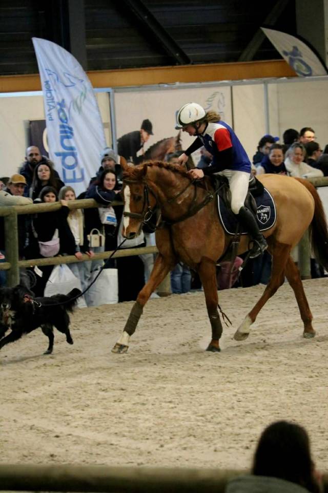 Cheval PS Comp&eacute;tition HORSE BALL 7 ans