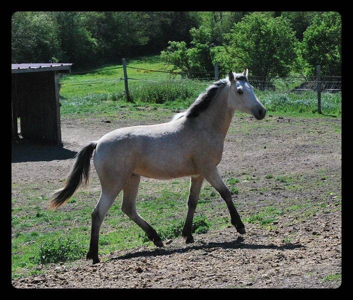 vends Pouliche Pandora des sires, PFS isabelle pour cso
