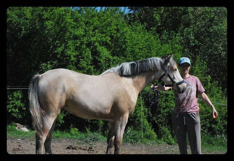 vends Pouliche Pandora des sires, PFS isabelle pour cso