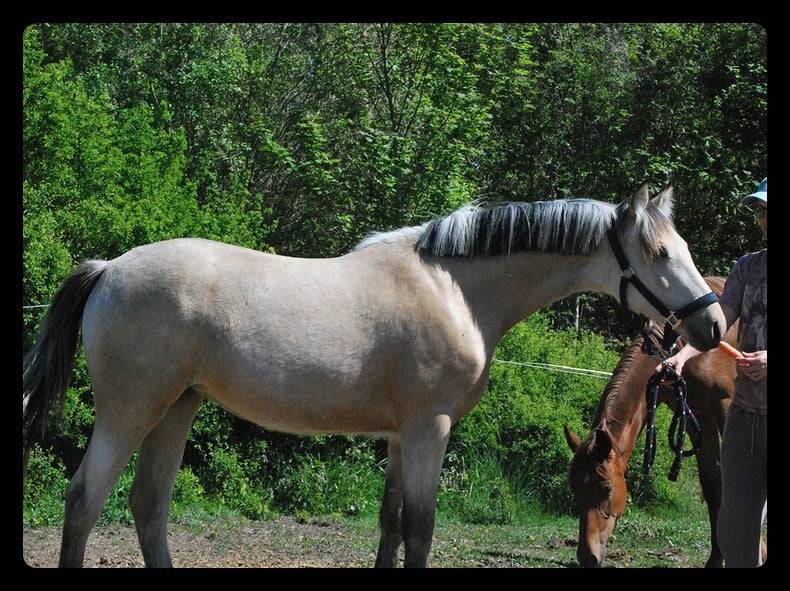 vends Pouliche Pandora des sires, PFS isabelle pour cso