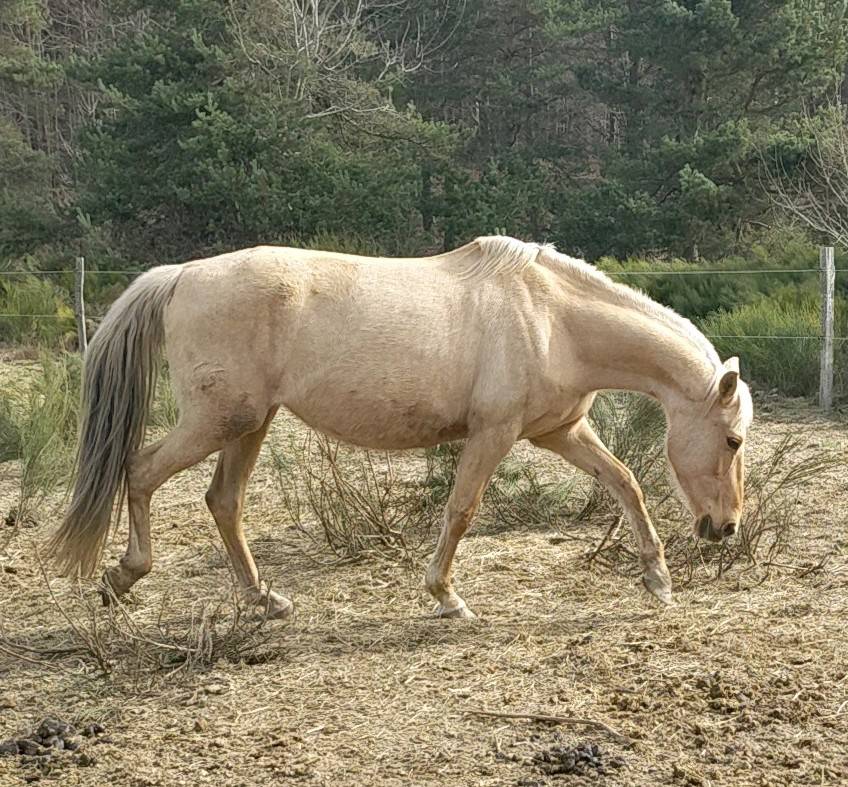 Jument Poulini&eacute;re Pure Race Espagnole PRE