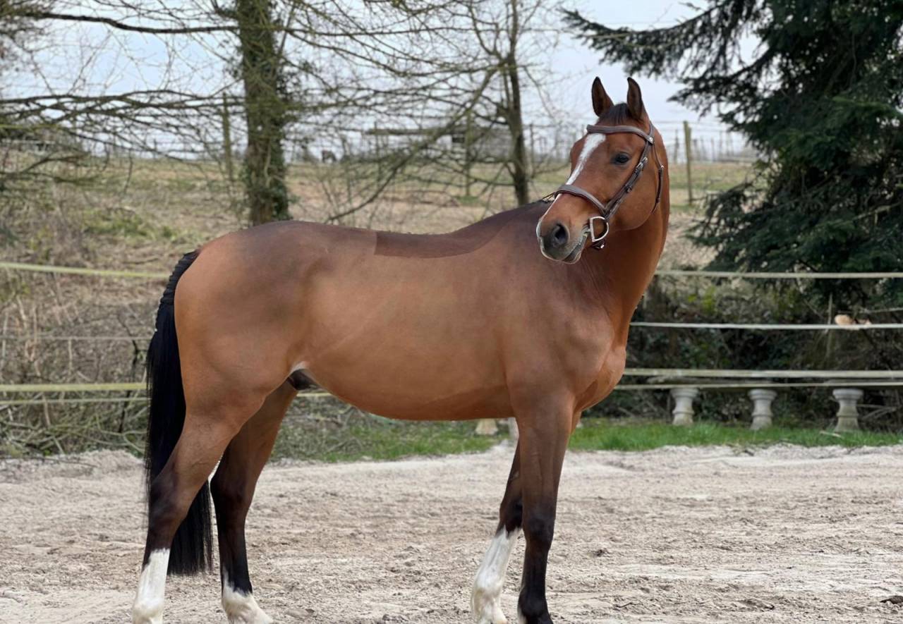 Cheval id&eacute;al pour Hunter