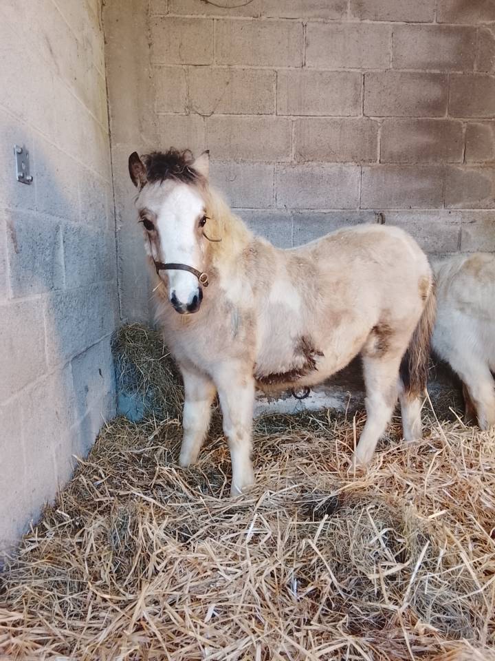 P&eacute;tillante - Pouliche a vendre 