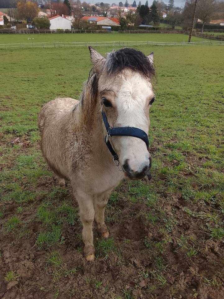 P&eacute;tillante - Pouliche a vendre 