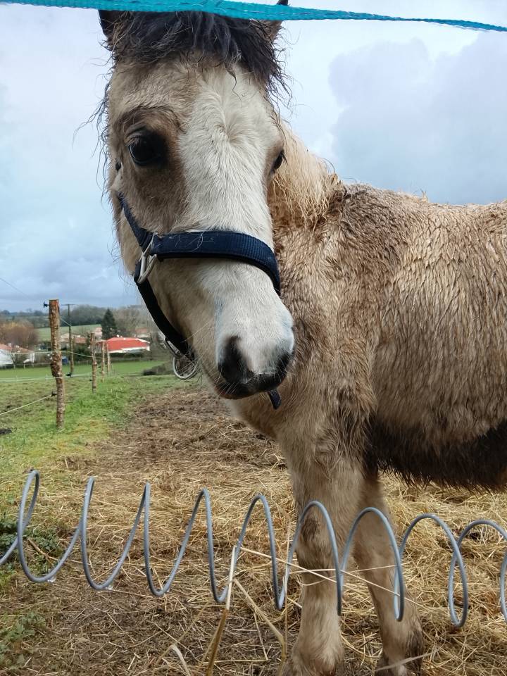 P&eacute;tillante - Pouliche a vendre 
