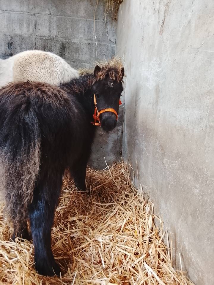 Pouliche shetland 