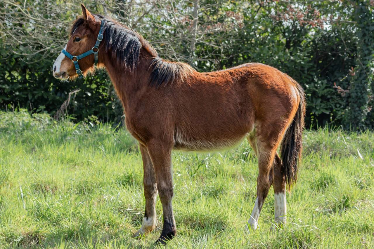 Poney Welsh part bred par Greatstar Embet Tilia 