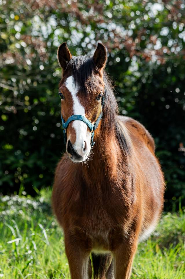 Poney Welsh part bred par Greatstar Embet Tilia 