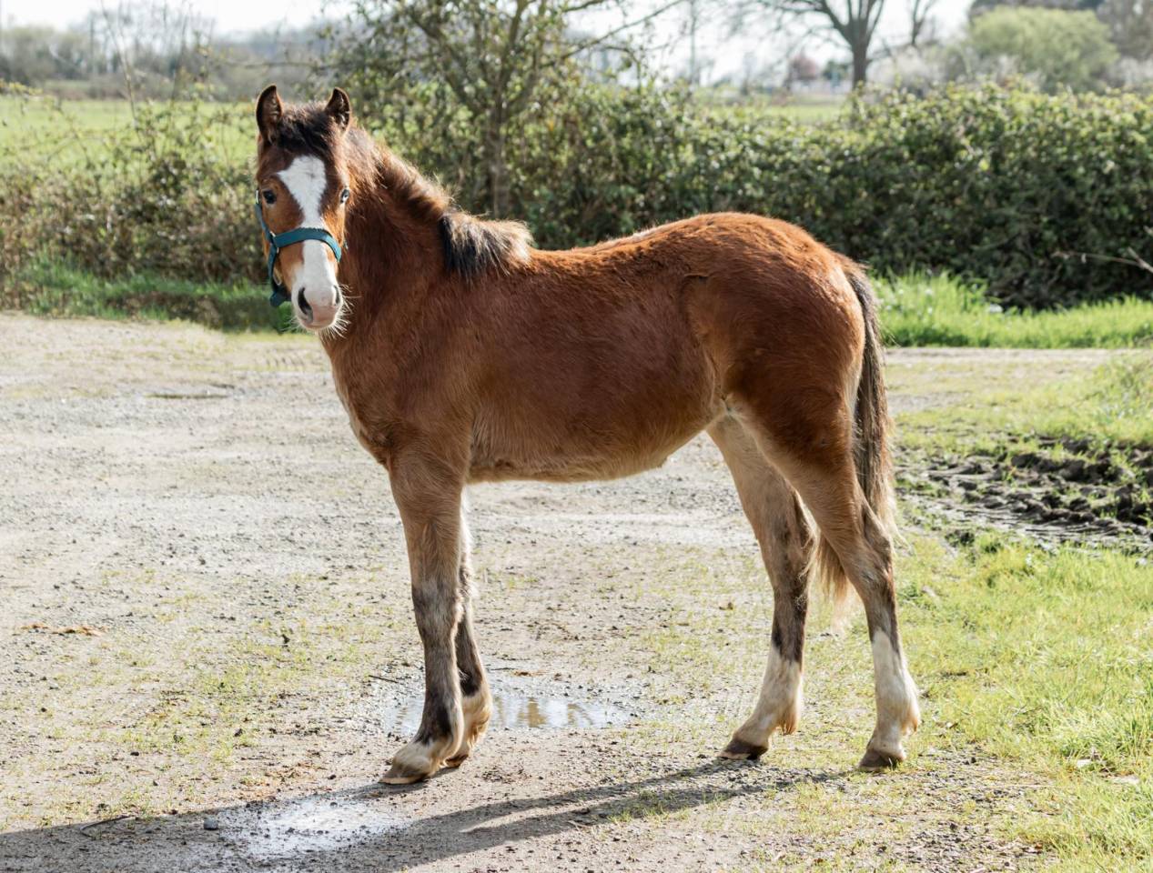 Poney fran&ccedil;ais de selle par Greatstar Embet Tilia 