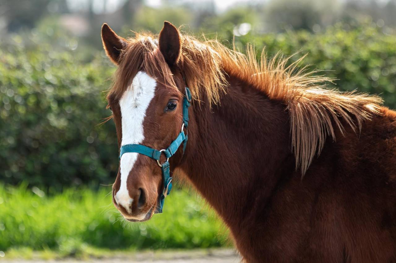 Poney fran&ccedil;ais de selle par O ma dou&eacute; kersidal
