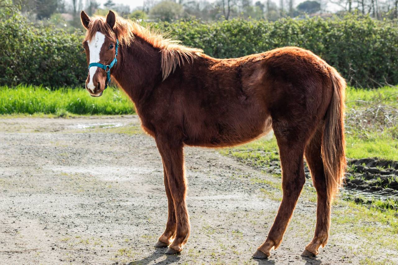 Poney fran&ccedil;ais de selle par O ma dou&eacute; kersidal