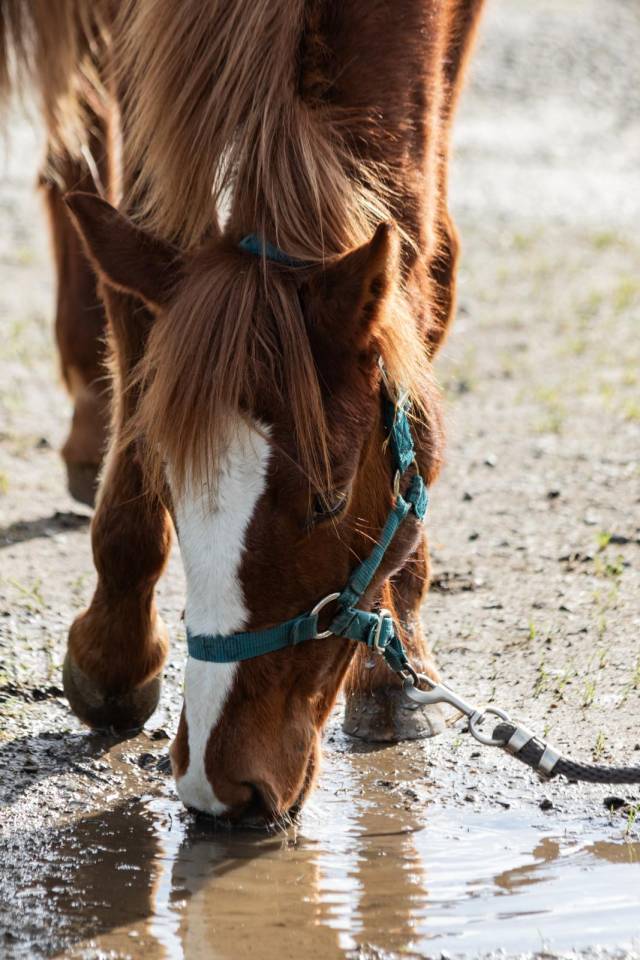 Poney fran&ccedil;ais de selle par O ma dou&eacute; kersidal