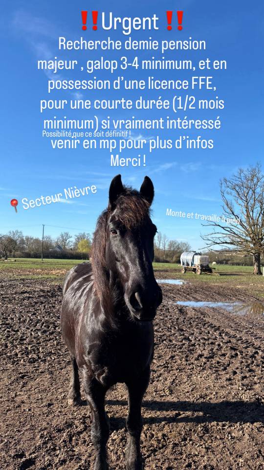 ‼️Urgent‼️Cherche demi pension pour mon cheval