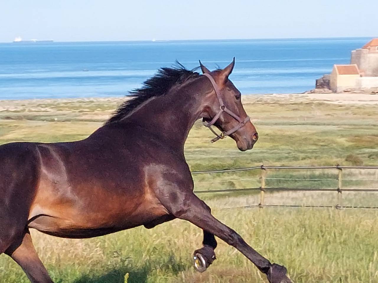 JUMENT PAR CORNET OBOLENSKY X PAPILLON ROUGE
