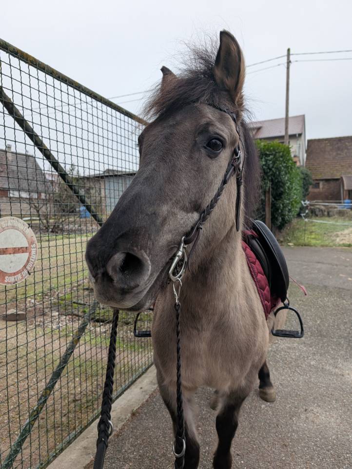 Vends gentil poney de 17ans attachant 