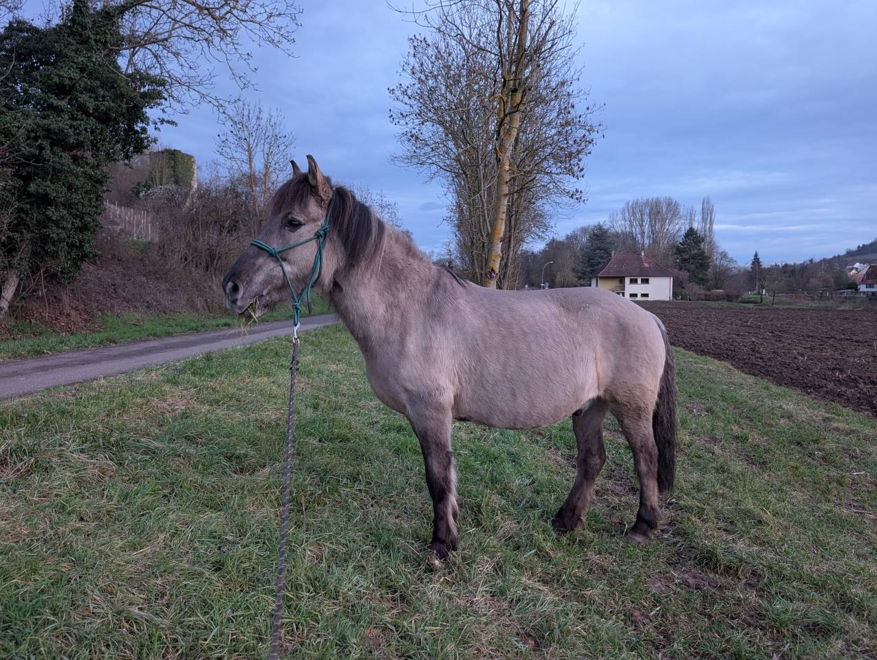 Vends gentil poney de 17ans attachant 