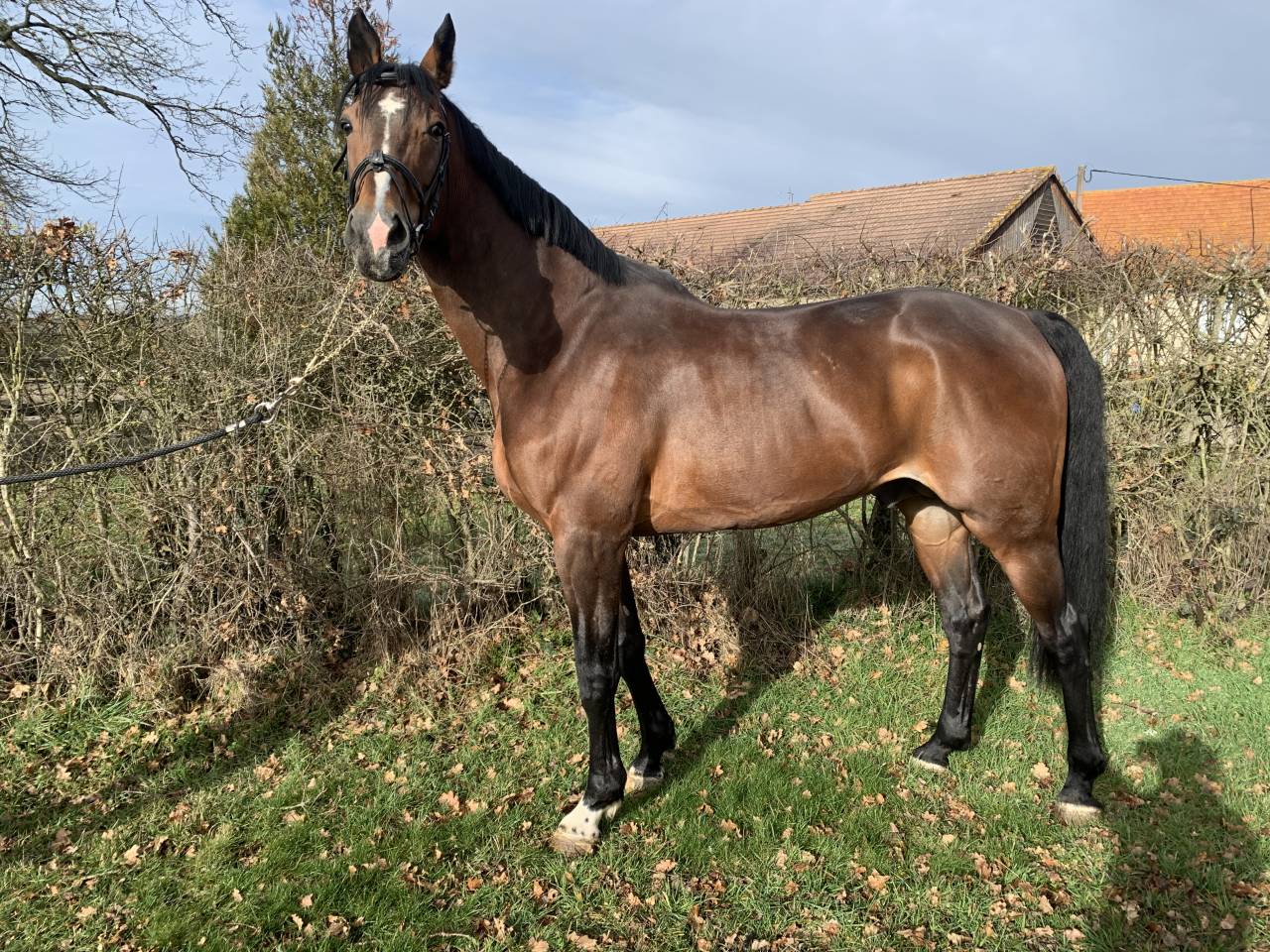 SAILLIE PAR ETALON POUR CSO