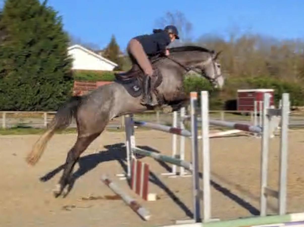 Hongre selle fran&ccedil;ais 