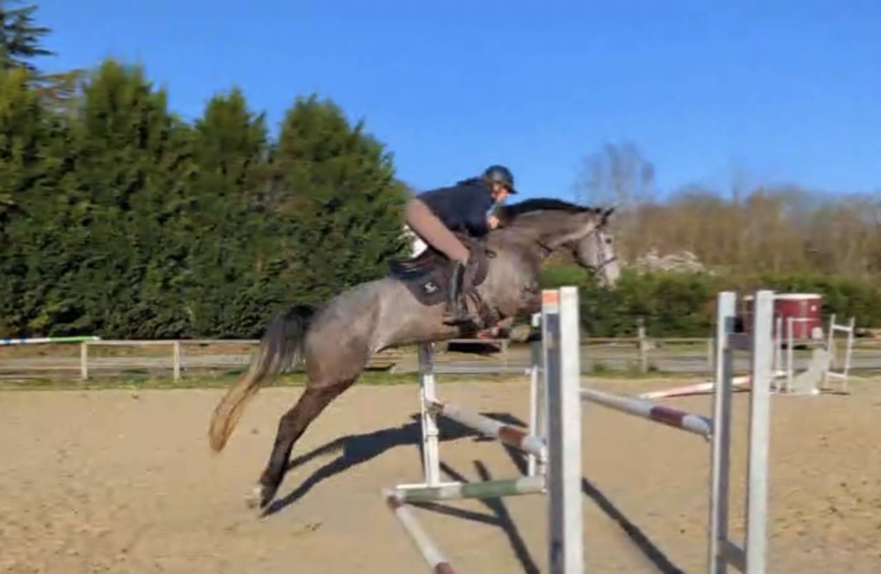 Hongre selle fran&ccedil;ais 