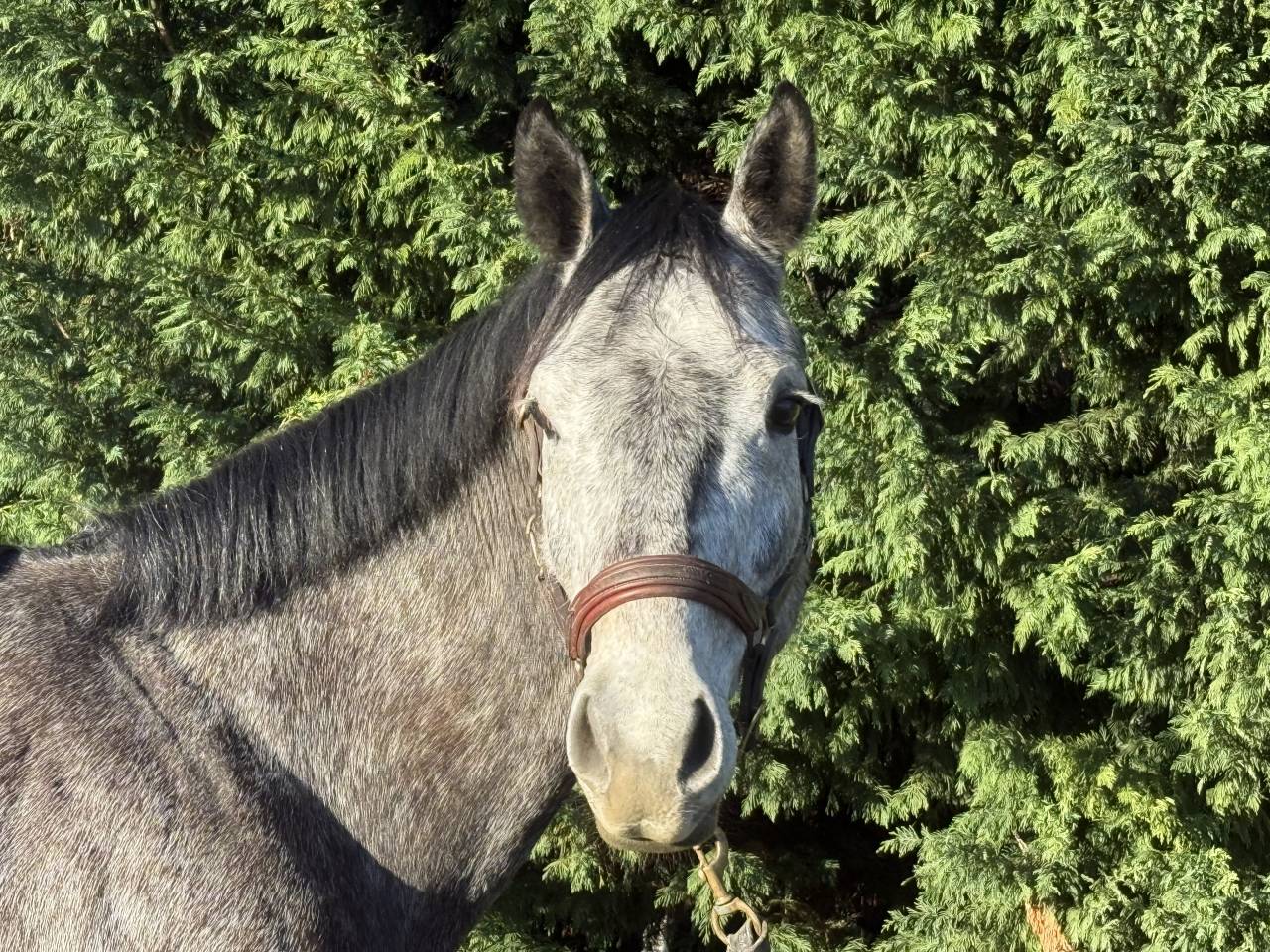 Hongre selle fran&ccedil;ais 