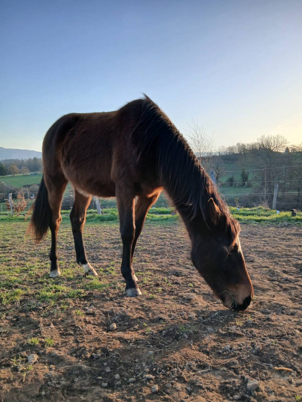New forest de croisement 